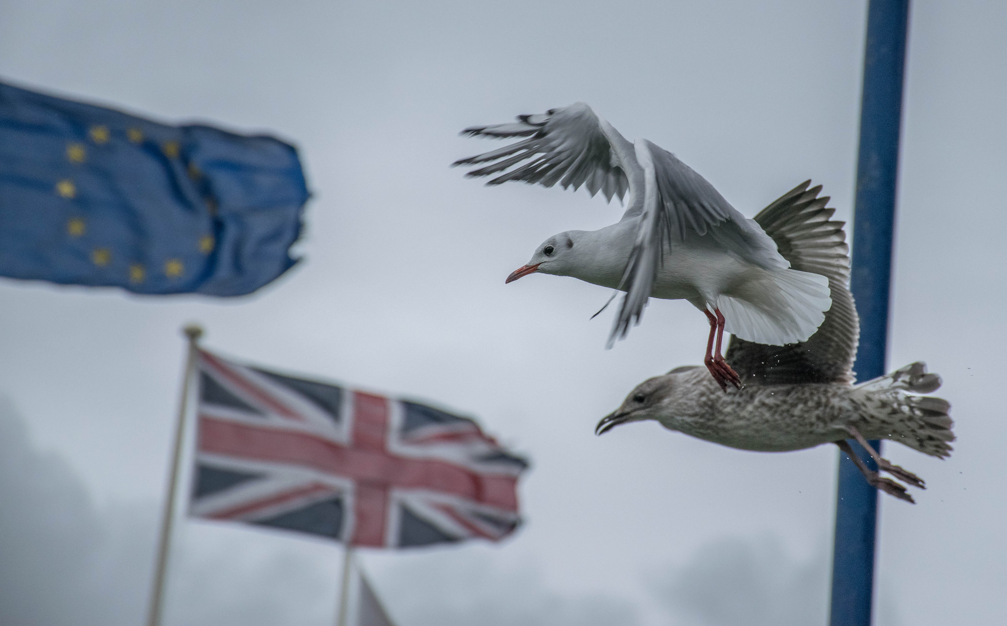 British and EU flags