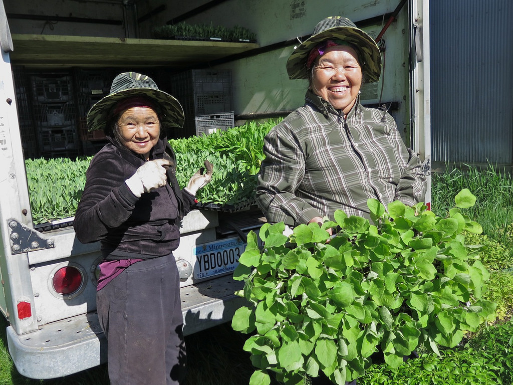 Hmong farmers in Minnesota