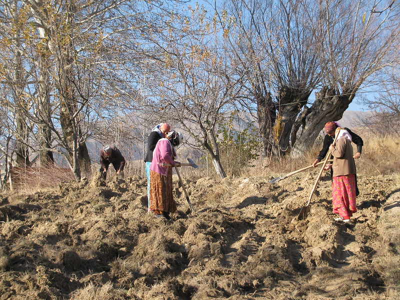 Tajik women working in a field