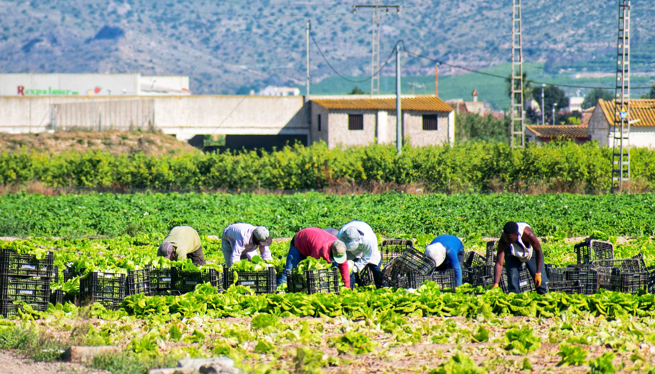 Farmworkers in Murcia, Spain