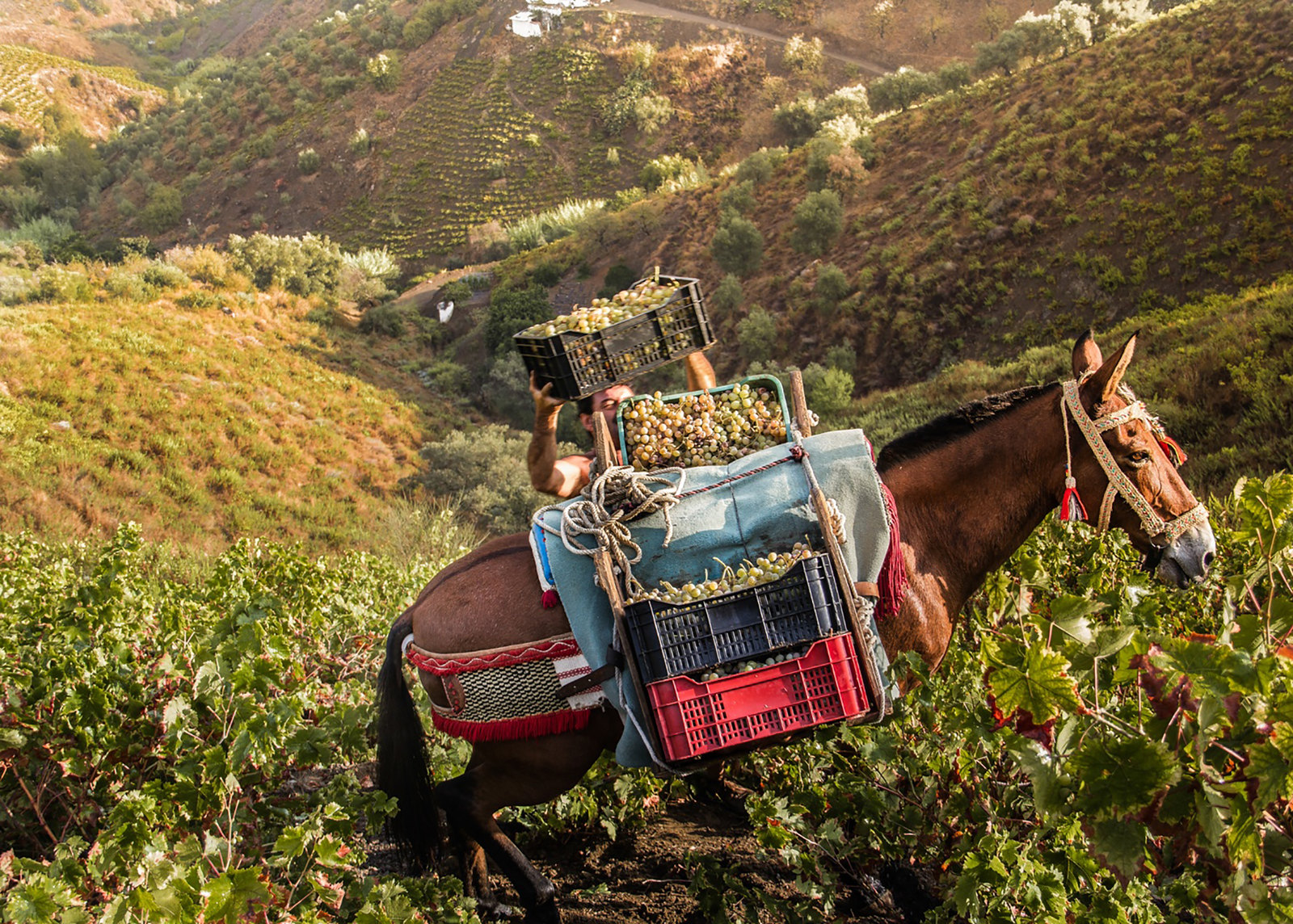A farmer in Spain stacks boxes of grapes.