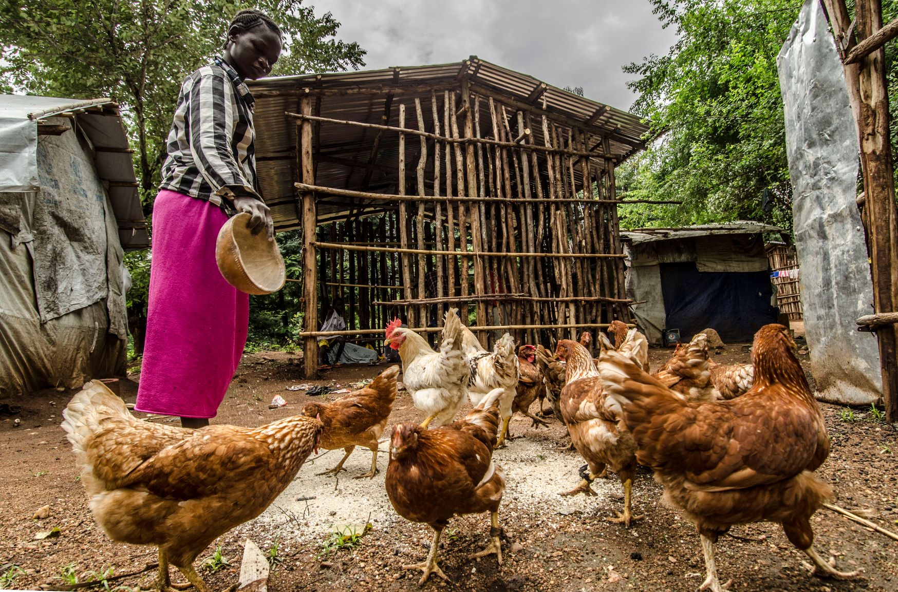 A woman feeds chickens in Ethiopia's Gambella region.